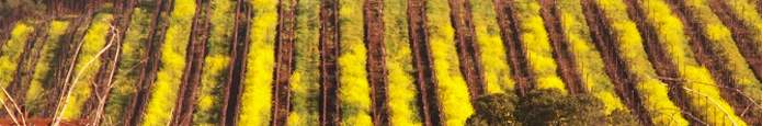 Mustards in the vines